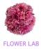 Flower Lab