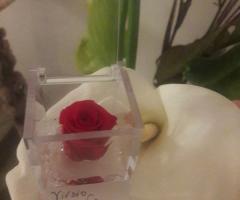 Mini rose vive di ogni colore per ogni cerimonia