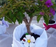 Bougainvillea  in raso Vivaio Torretta