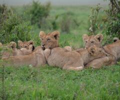 Emozioni Viaggiando By Silvia  - Safari Kenya