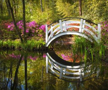 Blossom Bridge