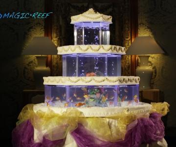 Crystal Torta Acquario