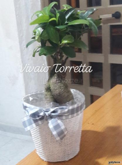 Ficus Ginseng  in coprivaso in juta bianco