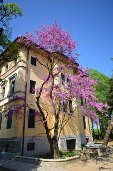 L'Albero di Giuda