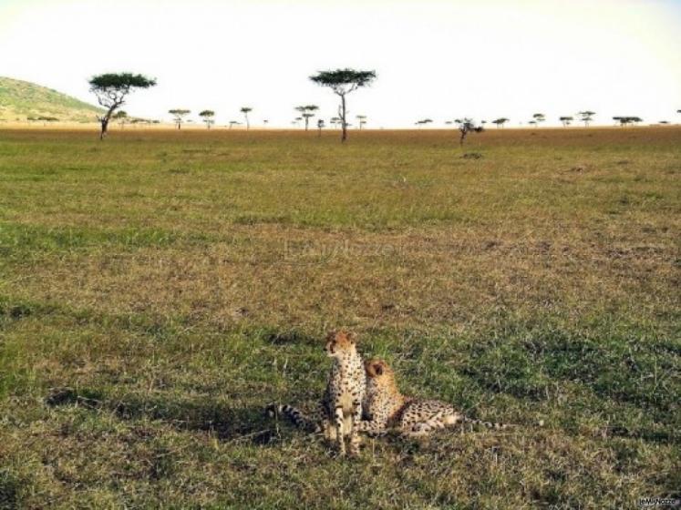 Viaggio di nozze con safari in Tanzania - Foto scattata in un nostro tour