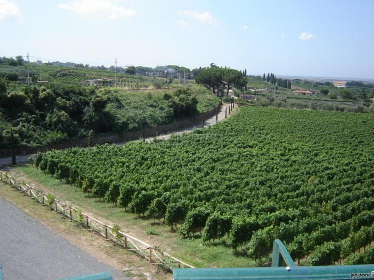 Vigneti del casale