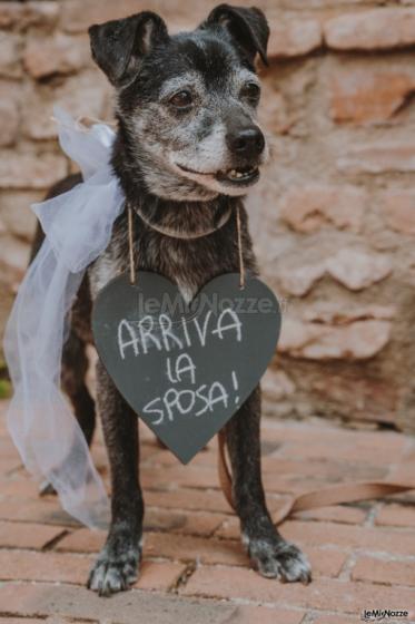 Canaglie da Matrimonio - Arriva la Sposa !!