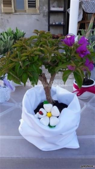 Bougainvillea  in raso Vivaio Torretta