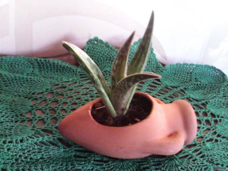 Aloe in mini giara