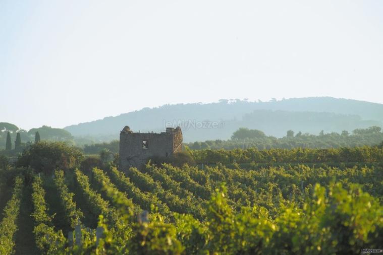 Vista sui vigneti della cantina