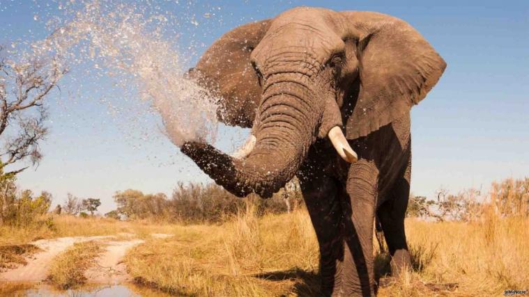 Agaptour - La natura selvaggia del continente africano