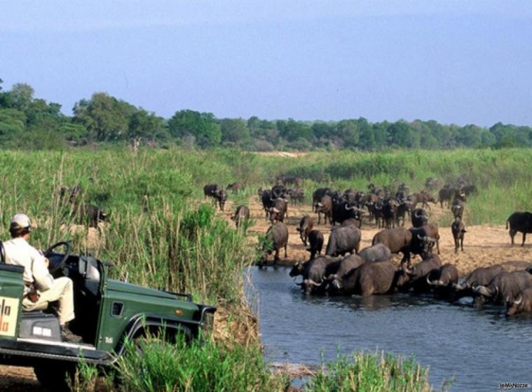 Visita al Kruger Nation Park (Sud Africa) durante la luna di miele