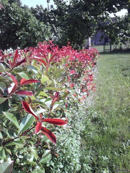 Location San Lorenzo - I fiori nel giardino