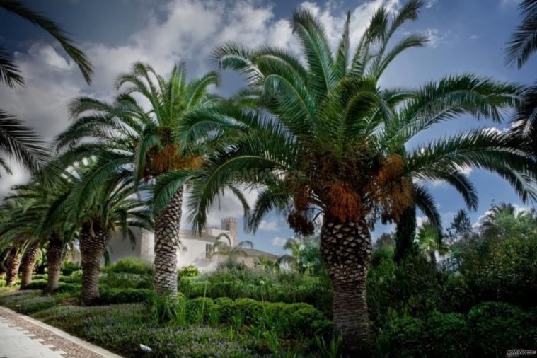 Viale di Palme del Baglio della Luna