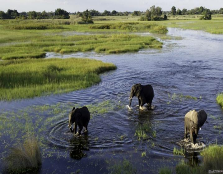 Roberto Di Francesco Consulente CartOrange - Okawango - Botswana