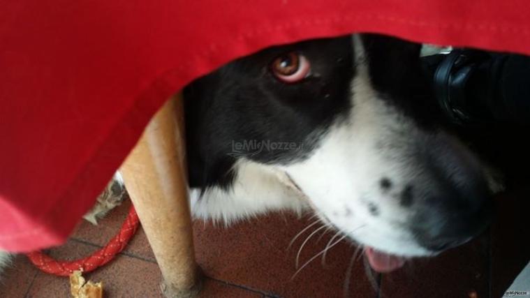 Fabrizio Maggio Dog Trainer - Sotto al tavolo