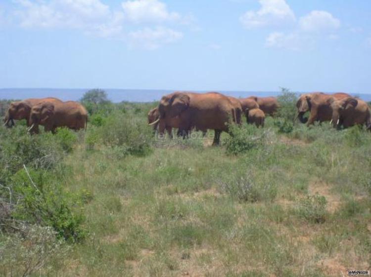 Pianetamondo Sanremo - Viaggi di nozze in Kenya