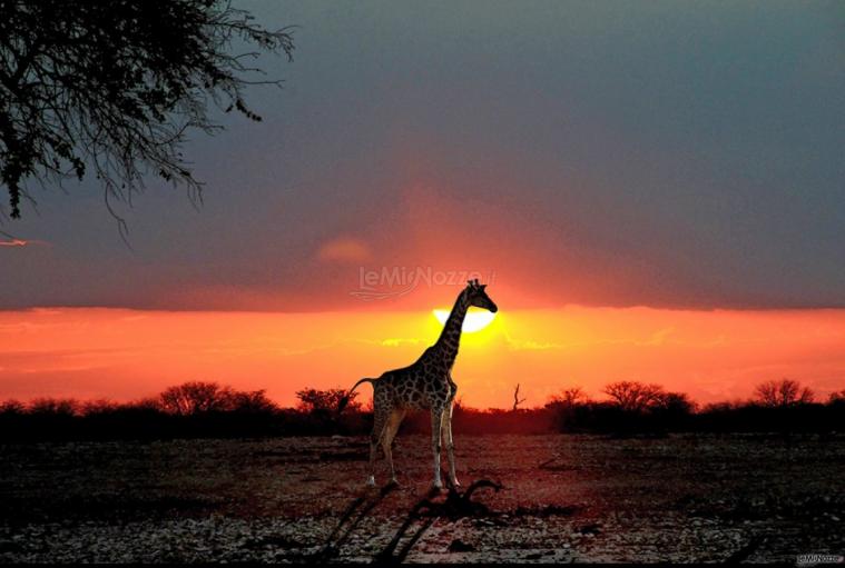 Safari - Barbara Caddeo Consulente di Viaggio