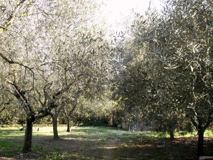 Agriturismo Cavendo Tutus - La distesa di ulivi