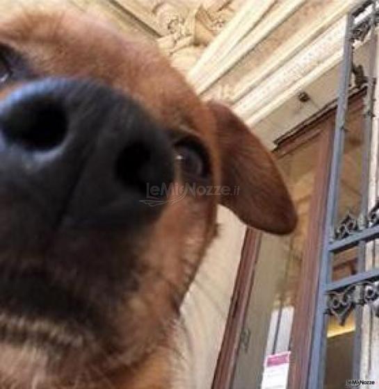 Primo piano di un ospite a 4 zampe, fuori del Campidoglio e in attesa della sua famiglia umana neo sposa! By Le Cat & Dog Sitter Roma