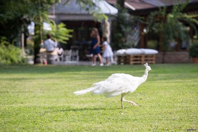 Grandi spazi nel verde per il matrimonio a Parco Gambrinus