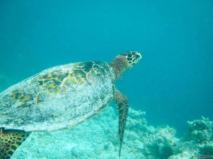 Maldive
Al cuore del mondo