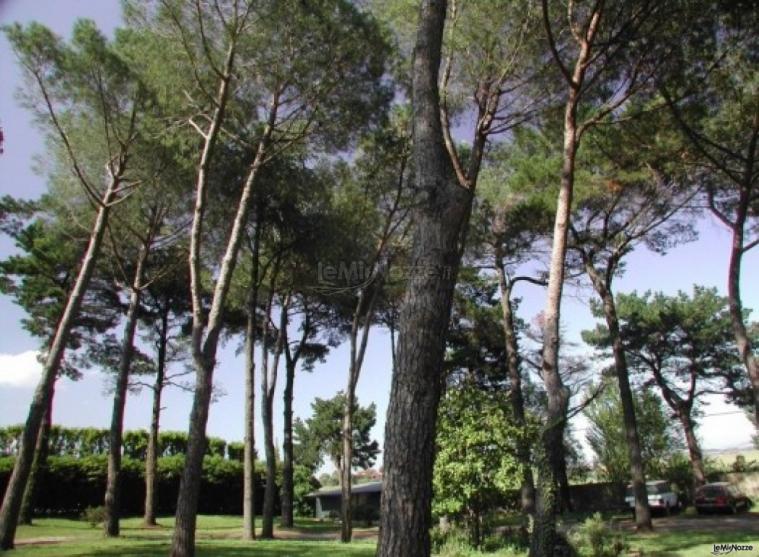 Pineta nel giardino della location di nozze