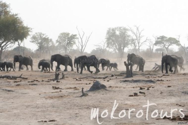 Mokoro Tours - Agenzia per viaggi di nozze in Africa