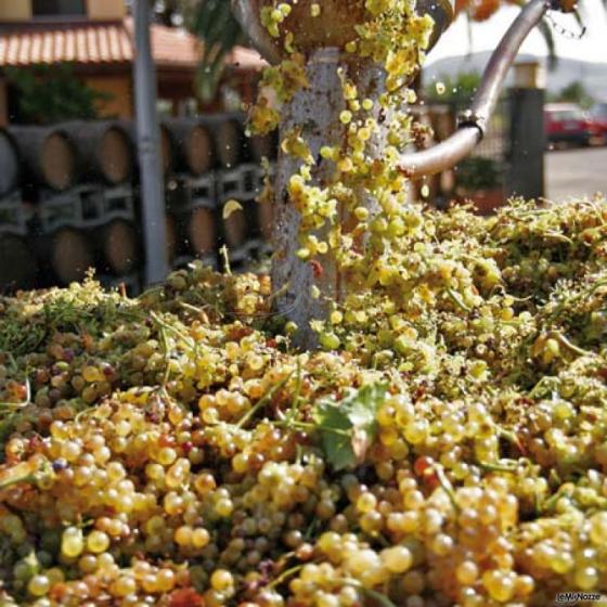 L'uva da cui nascono alcuni dei nostri vini pregiati