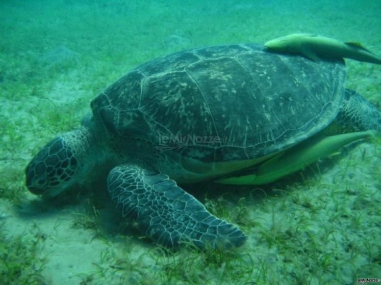 Snorkeling durante il viaggio di nozze