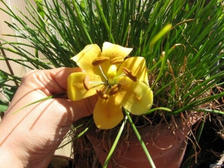 Sugar lilium - Fiori di zucchero