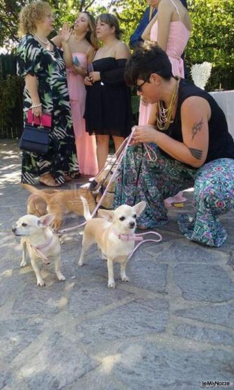 Wedding Dog Sitter in action by Le Cat & Dog Sitter Roma