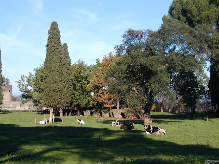 Acquedotto Romano del III sec. A.D. nel Parco della Tenuta Pantano Borghese