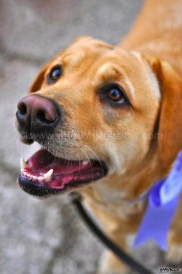 Cane al matrimonio