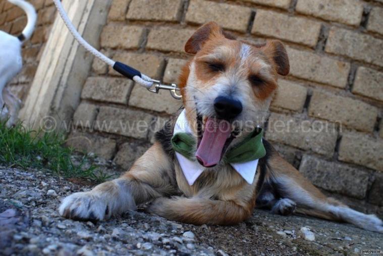 Il cagnolino posa durante una pausa del matrimonio