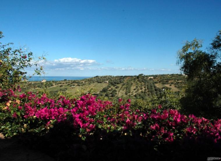 Ampia vista sull'uliveto presso l'agriturismo per ricevimento di matrimonio a Cefalù (Palermo)