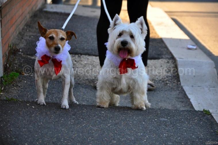 I cagnolini con papillon pronti per il matrimonio