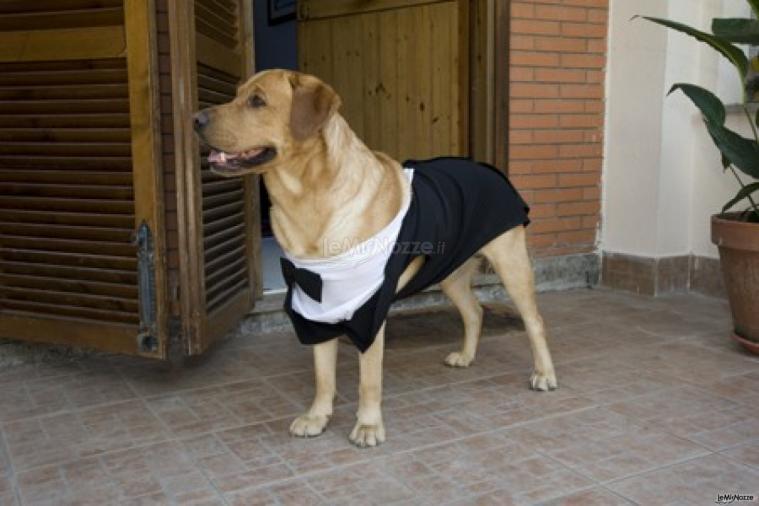 Un invitato d'eccezione - Il cane vestito da cerimonia