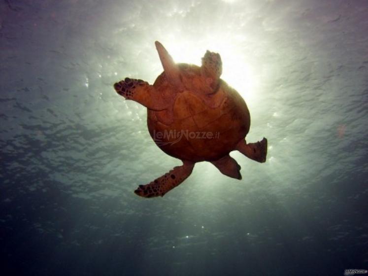 Snorkeling in luna di miele