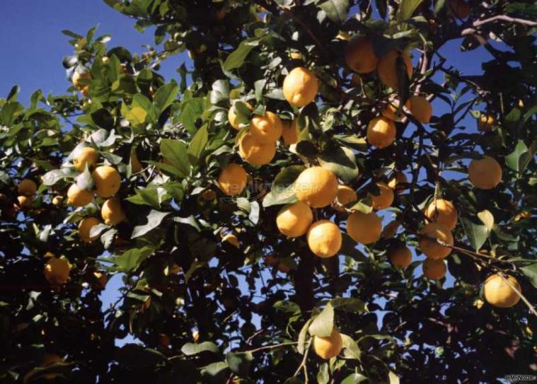 Limoneto aziendale dell'Agriturilo Limoneto a Siracusa