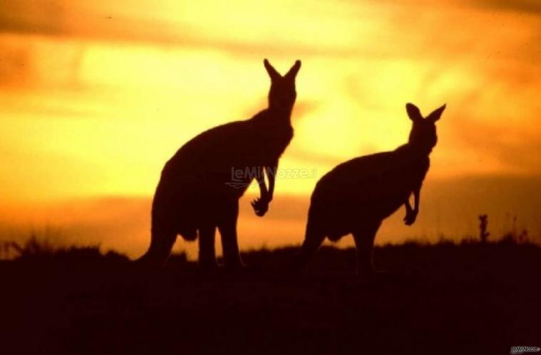 Luna di miele in Australia