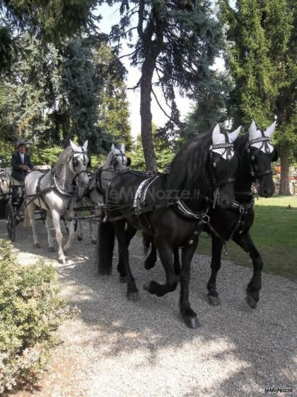 Azienda Marocco - Attacco misto ungheresi e frisoni