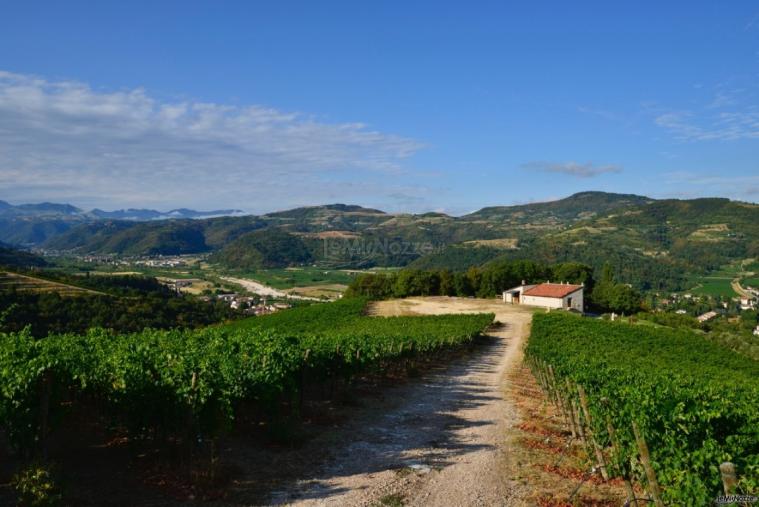 Le vigne della Tenuta e l'emozione ad ogni nuova stagione